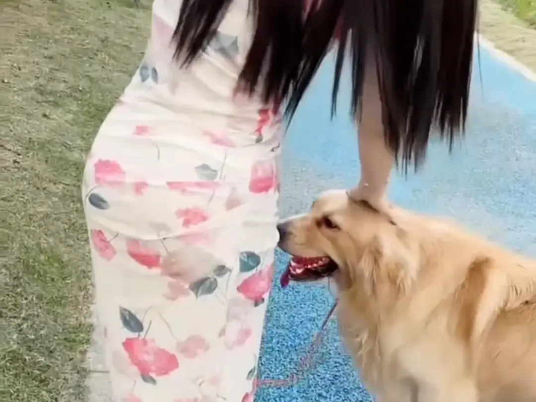 《抖音香香公主与爱犬金毛》科普视频完整版在线免费观看-抖音香香公主与爱犬直播回放网盘资源免费领取-高清无广告播放全集